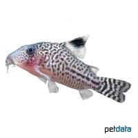 Leopard Cory (Corydoras leopardus)