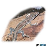 Leopard Fringe-fingered Lizard (Acanthodactylus pardalis)