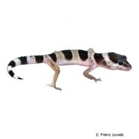Leopard Gecko (Eublepharis macularius var.)