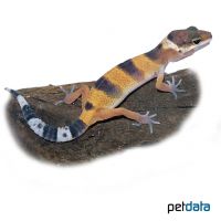 Leopard Gecko High Yellow (Eublepharis macularius)