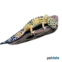 Leopard Gecko Love-Blue (Eublepharis macularius)