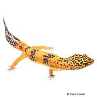 Leopard Gecko Tangerine (Eublepharis macularius)