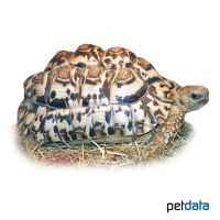 Leopard Tortoise (Stigmochelys pardalis)