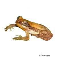 Lesser Banana Frog (Afrixalus brachycnemis)