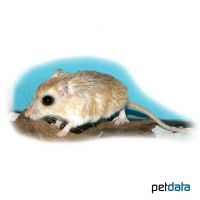 Lesser Egyptian Gerbil (Gerbillus gerbillus)