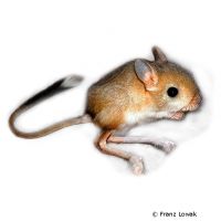 Lesser Egyptian Jerboa (Jaculus jaculus)