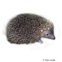 Lesser Hedgehog Tenrec (Echinops telfairi)