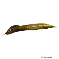 Lesser Spiny Eel (Macrognathus aculeatus)
