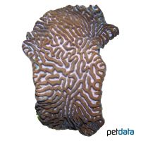 Lesser Valley Coral (LPS) (Platygyra acuta)