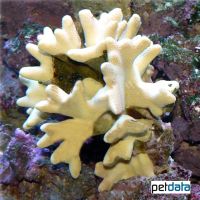 Lichen Coral (SPS) (Porites lichen)
