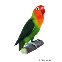 Lilian's Lovebird (Agapornis lilianae)