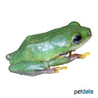 Lime Reed Frog (Hyperolius fusciventris)