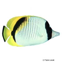 Lined Butterflyfish (Chaetodon lineolatus)