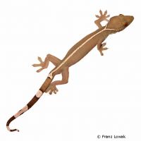 Lined Gecko (Gekko vittatus)