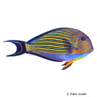 Lined Surgeonfish (Acanthurus lineatus)