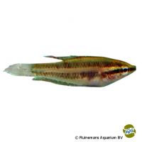 Linke's Gourami (Parosphromenus linkei)