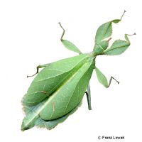 Linnaeus' Leaf Insect (Phyllium siccifolium)