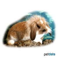 Lionhead Aries Rabbit (Oryctolagus cuniculus f.dom. 'Lionhead Aries')