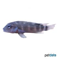 Lionhead Cichlid (Steatocranus casuarius)