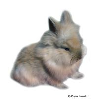 Lionhead Rabbit (Oryctolagus cuniculus f. dom. 'Lionhead')