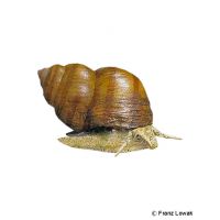 Lister's River Snail (Viviparus contectus)