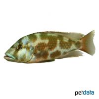 Livingston's Cichlid (Nimbochromis livingstonii)
