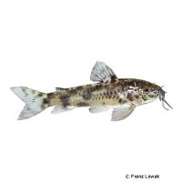 Loach Catfish (Aspidoras rochai)