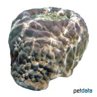 Lobe Coral (SPS) (Porites lobata)
