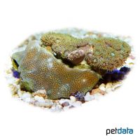 Lobe Coral Green (SPS) (Porites lobata)
