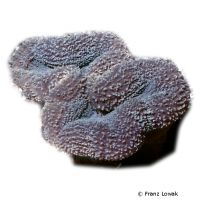 Lobo Brain Coral (LPS) (Lobophyllia robusta)