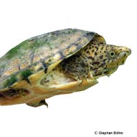 Loggerhead Musk Turtle (Sternotherus minor)