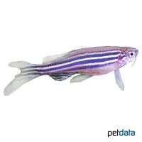 Long Fin Danio (Danio rerio 'Long Fin')