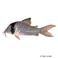 Long Nosed Fairy Catfish (Corydoras sychri)