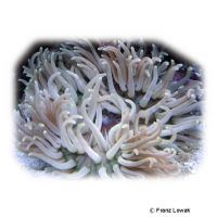 Long Tentacle Anemone (Macrodactyla doreensis)