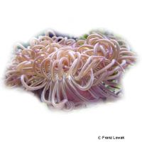 Long Tentacle Anemone Purple (Macrodactyla doreensis)