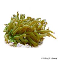 Long Tentacle Plate Coral (LPS) (Heliofungia actiniformis)