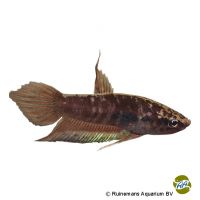 Long-finned Betta (Betta dimidiata)