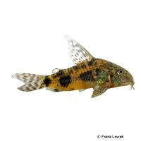 Long-finned Cory (Corydoras longipinnis)