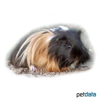 Long-haired Guinea Pig (Cavia porcellus 'Long-hair')