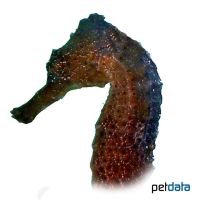 Long-snout Seahorse Black (Hippocampus reidi)