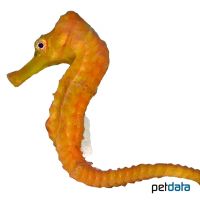 Long-snout Seahorse Orange (Hippocampus reidi)