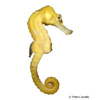 Long-snout Seahorse Yellow (Hippocampus reidi)