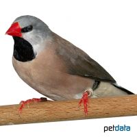 Long-tailed Finch (hecki) (Poephila acuticauda hecki)