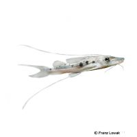 Long-whiskered Catfish (Duopalatinus peruanus)