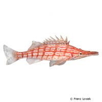 Longnose Hawkfish (Oxycirrhites typus)