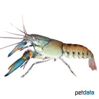 Lorentz´s Crayfish (Cherax lorentzi)