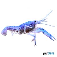 Louisiana Crawfish Blue (Procambarus clarkii)