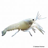 Louisiana Crawfish Ghost (Procambarus clarkii)