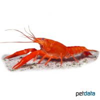 Louisiana Crawfish Red (Procambarus clarkii)