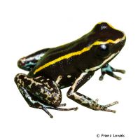 Lovely Poison Frog (Phyllobates lugubris)